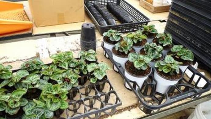 4号鉢へ植え替え中~☆