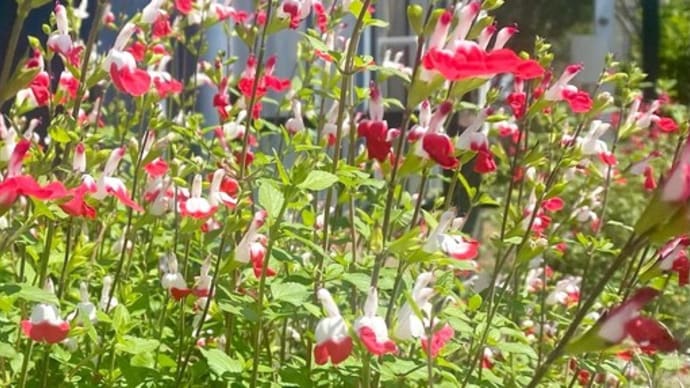 アトリエのセージの花たち