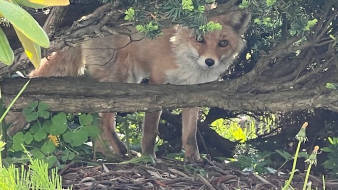 草刈り始めたらキツネが飛び出して来た