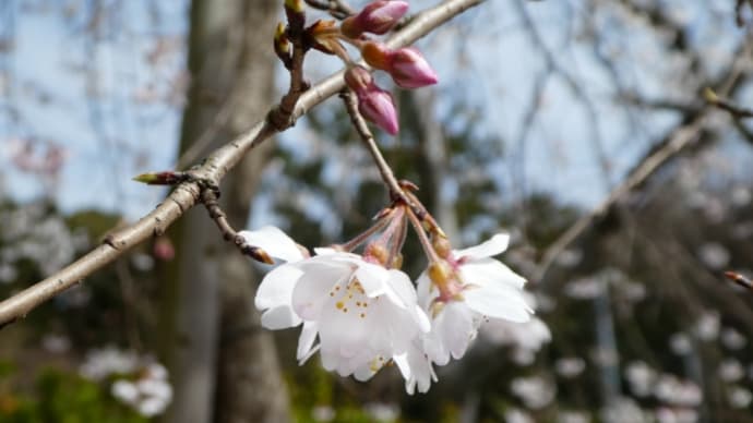 桜、開花宣言です。’21.3.17