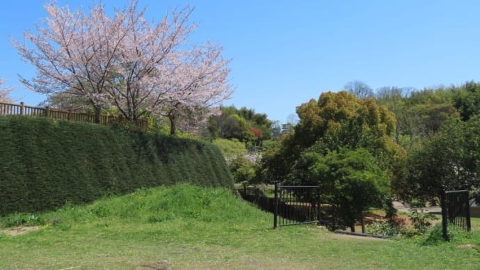 竹取公園と新家長福寺の八重桜