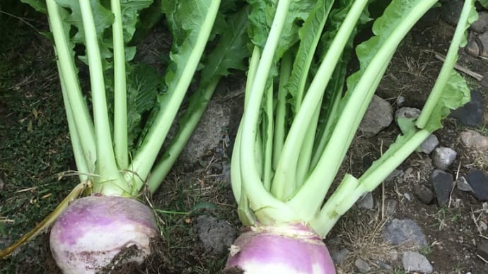 野沢菜漬け