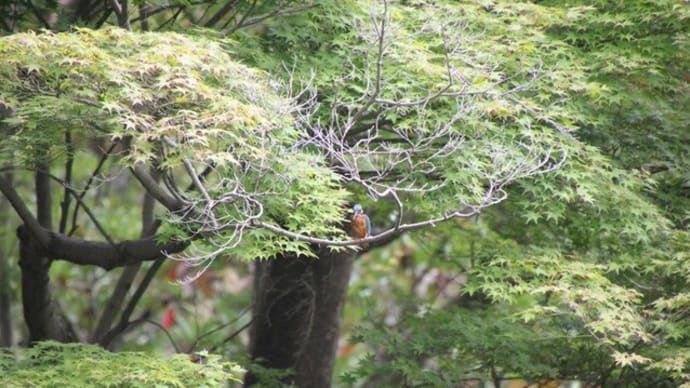 岡山後楽園でカワセミ
