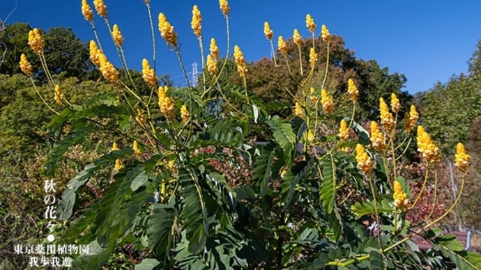 薬用植物園、秋色彩々。