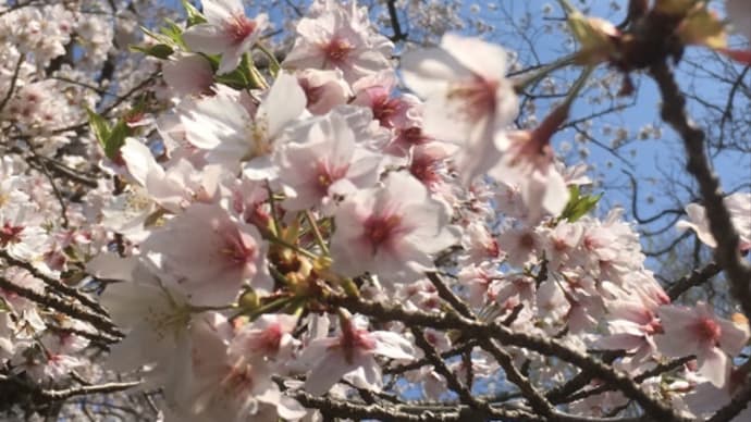 桜🌸満開です！！