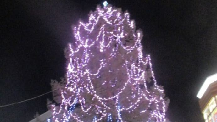 広島市の並木通り、ライトアップ!天然木の巨大クリスマスツリーが綺麗です