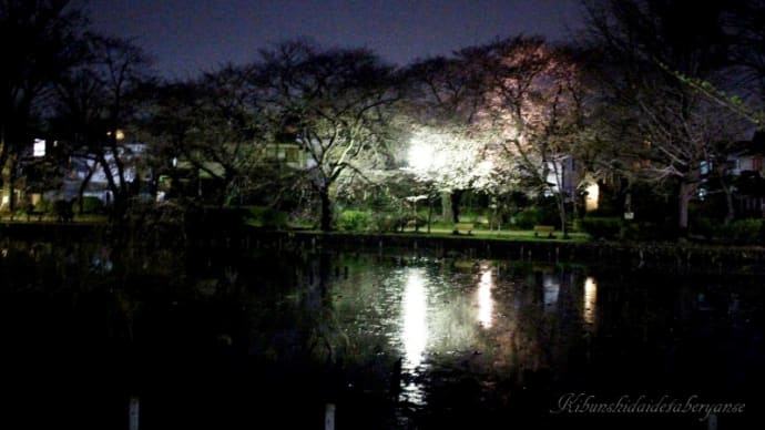 夜桜（善福寺公園）