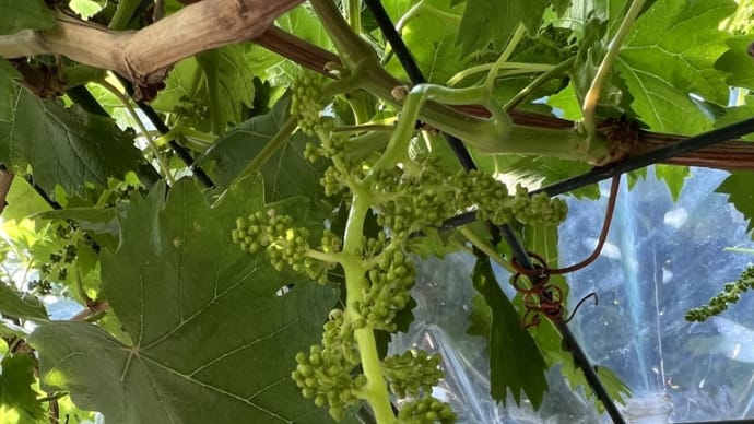 花が咲かなければ実はつかない 受粉できなければ実にならない
