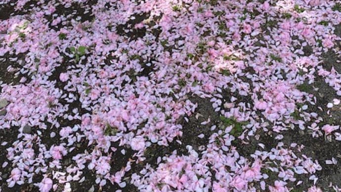 八重桜は花むしろ・・・