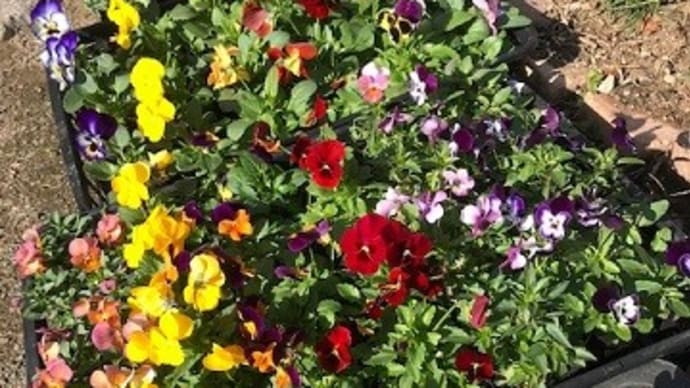冬越えの花に衣更え