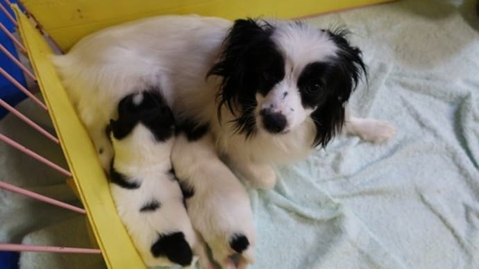 さくらちゃんのベビーたち、生後3週間目になりました。