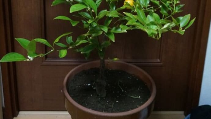 カラマンシー、マメキンカンが開花!