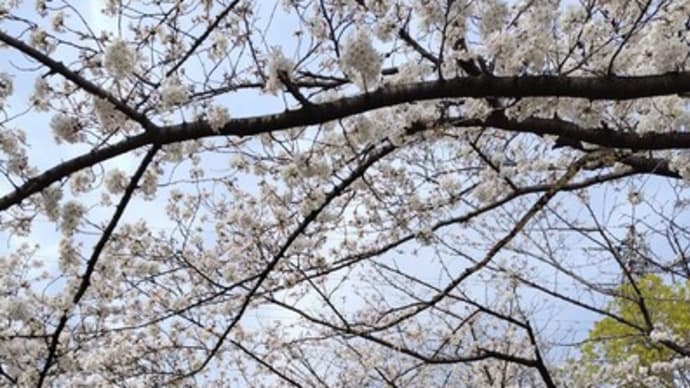 おしゃべりの花も満開