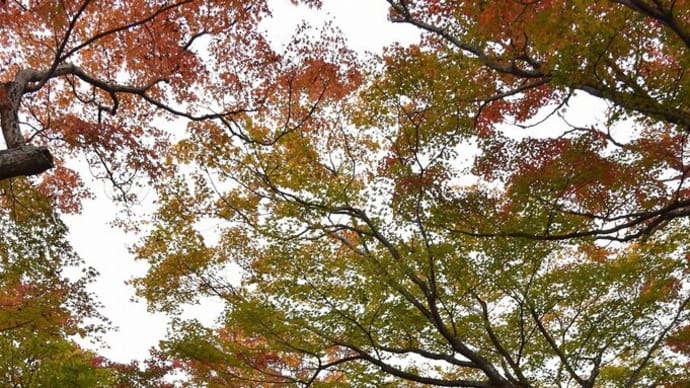 もみじ狩り 京都府右京区 紅葉名所めぐり3日目 【4】-(3)宝筐院(ほうきょういん) 本堂周りのもみじ