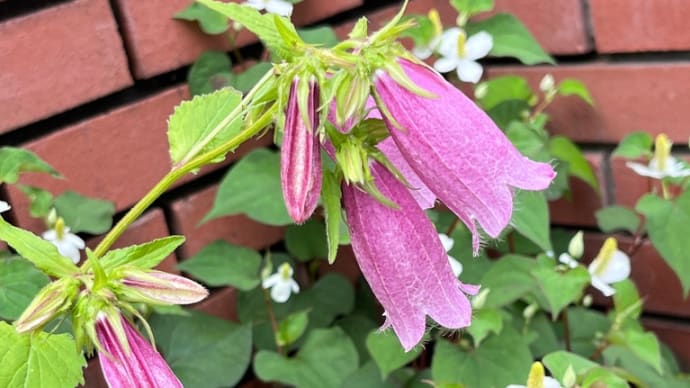 街かどの花たち(牛田本町)