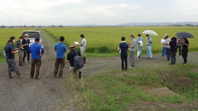 稲刈り前に「水稲直播栽培勉強会」を開催しました