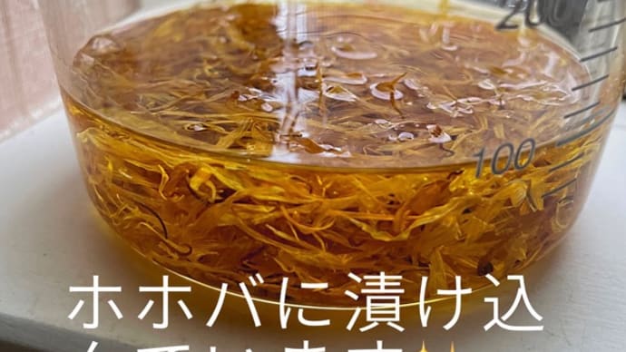 カレンデュラオイル仕込中