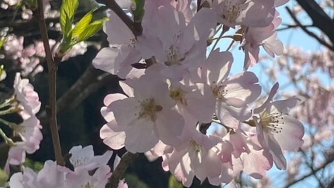 3月31日の平戸観光バス!