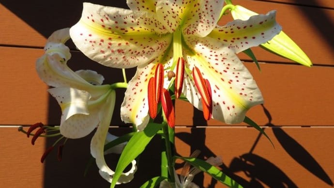 7月1日