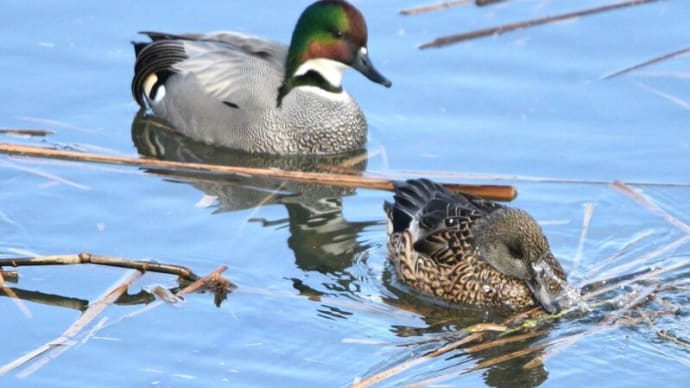 ヨシガモ、カンムリカイツブリ