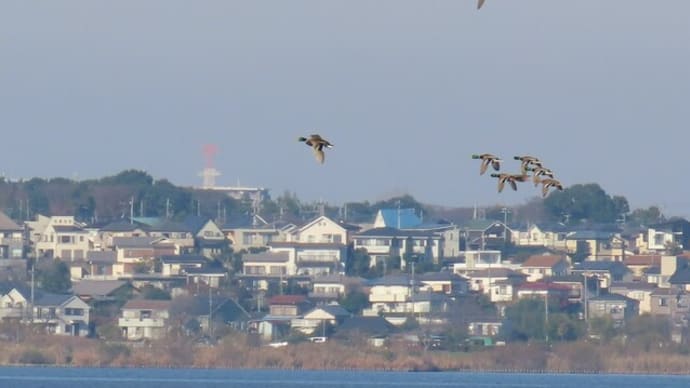 手賀沼で探鳥