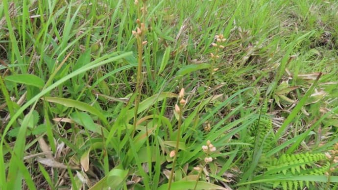 高ボッチ高原・鉢伏山の植物 ネバリノギラン(粘り芒蘭)