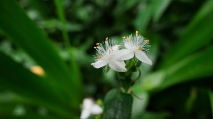 ひっそりと咲いています!(赤塚植物園 2021.6.20撮影)