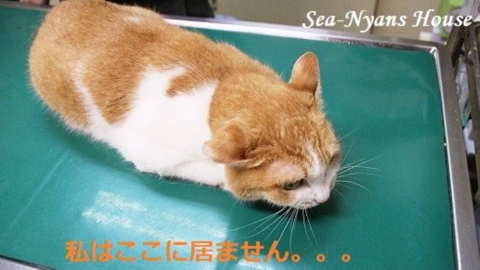 ランランちゃん、動物病院へεε=┌(;・_・)┘&苦手克服~♪