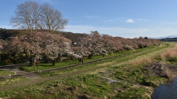 さくら狩り 岩手県北上市 みちのく三大桜名所 北上展勝地さくらまつり2022(1)珊瑚橋から桜並木