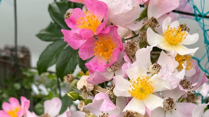 今日の1日(紳士の普段着)