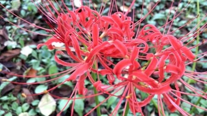 お寺さんの秋