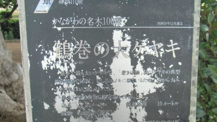 2013・7・16 おばさんの葉っぱ かながわ名木100選 秦野市・鶴巻の大ケヤキ