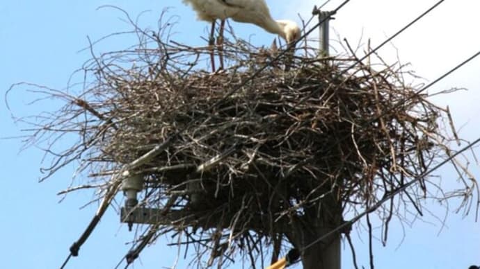 ★能登で2年連続　コウノトリのヒナが誕生