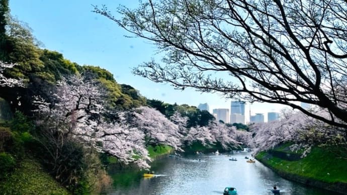 桜の中。