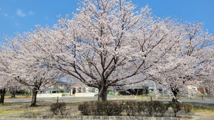 「野球びよりの日曜日」