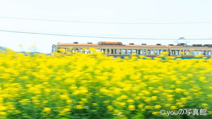 近江鉄道と菜の花