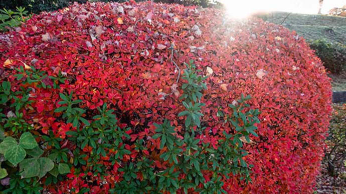 ドウダンツツジ紅葉して