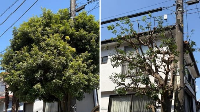 数年間剪定されることがなく枯れ枝が増えてしまっているヤマモモ枝おろし作業
