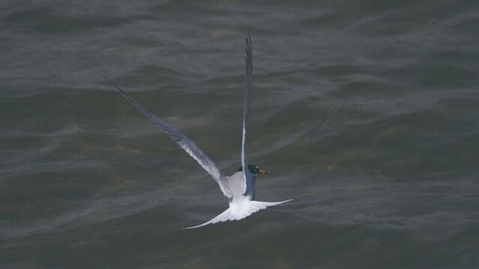 野鳥の「コアジサシ」です