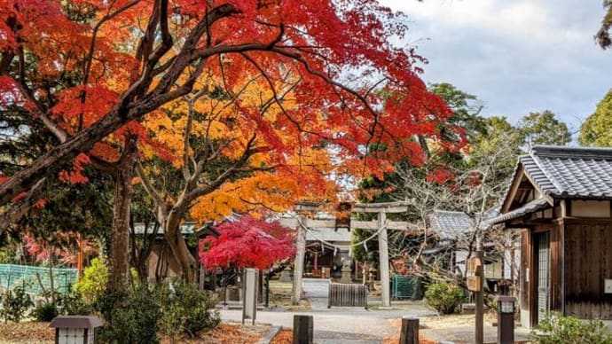 京都・八幡、翡翠な紅葉アーンド流れ橋(1)