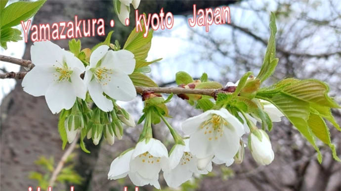 春トキメキ～♪🌸山桜咲き始めました長岡京市犬川勝竜寺第2公園＆男のじゃがラーメン