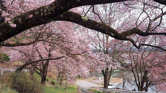 ★伊那市 高遠小彼岸桜が綺麗だった②・ RSSリーダー使ってますか? 2025