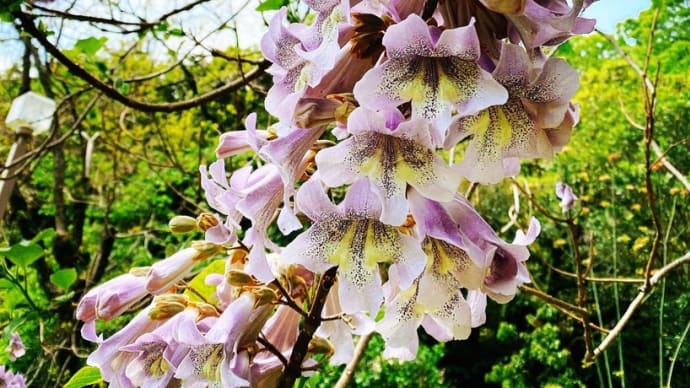 何の花でしょう☆
