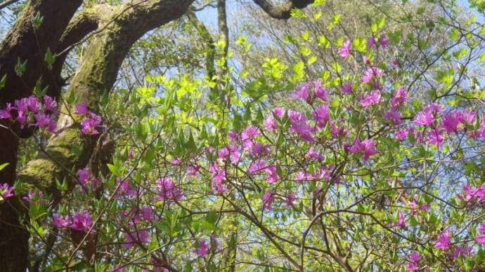 ミツバツツジが咲き始めた天山　……シュンランやバイカイカリソウなども見頃……