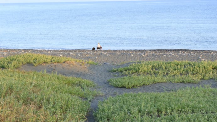 Y子の墓参り 海岸清掃