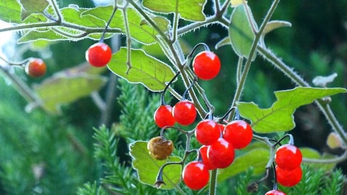 木の実に赤色が多いのは何故?