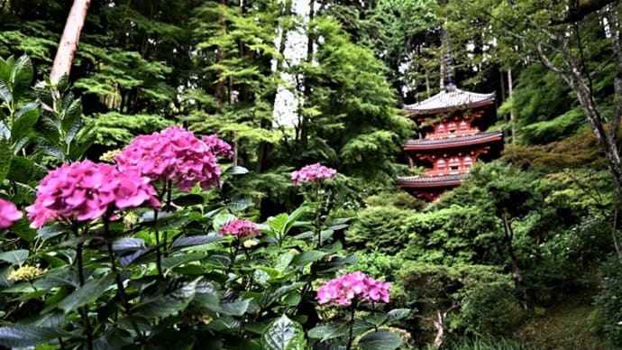 紫陽花の咲くころ ~岩船寺 ①