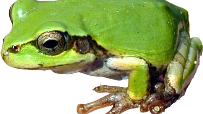 「自転車屋の生き物歳時記」!!「ニホンアマガエル」!!