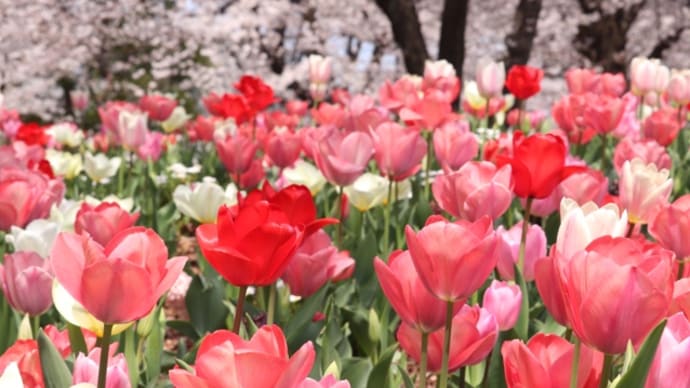 桜とチューリップのコラボ 浮間公園