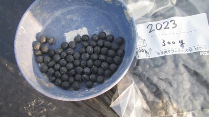「丹波黒枝豆」タネまき・「タンクロウ」摘芯